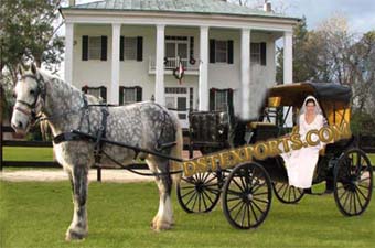 Wedding Beautiful Black Horse Carriage
